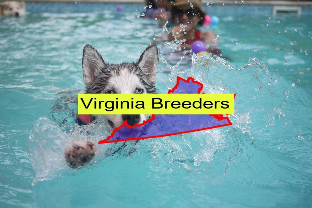Reputable Siberian Husky Breeders in Virginia: Prices of Their Puppies