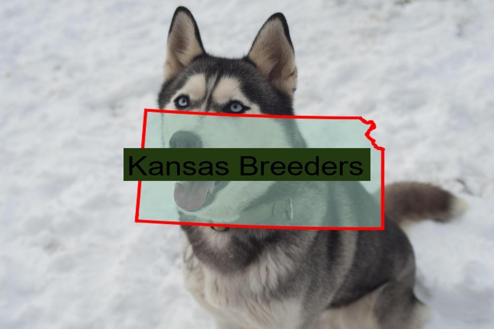 Reputable Siberian Husky Breeders in Kansas: Prices of Their Puppies
