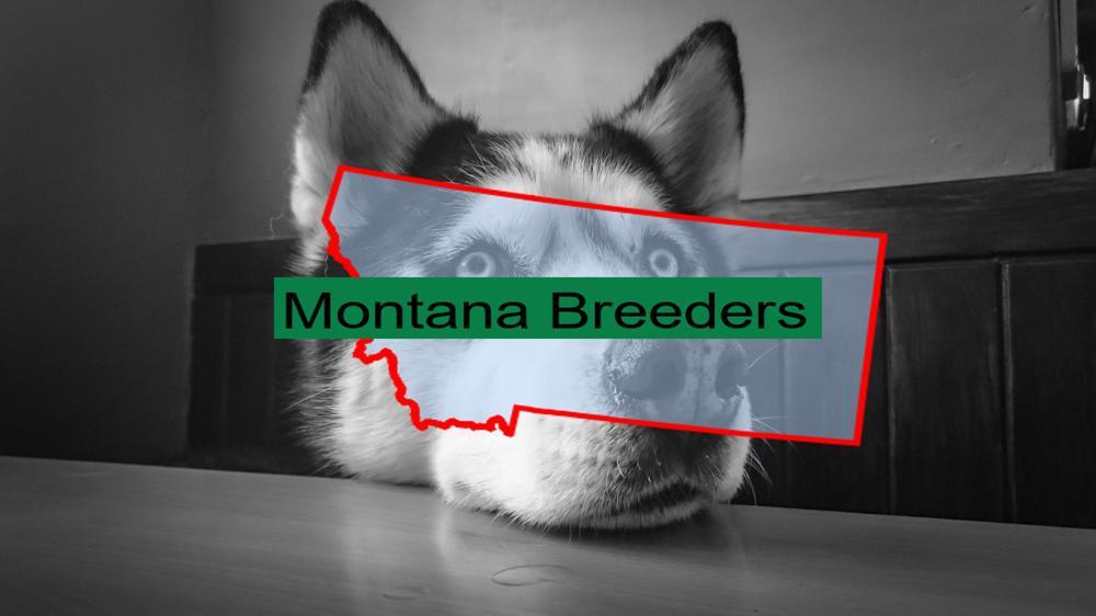 Reputable Siberian Husky Breeders in Montana: Prices of Their Puppies