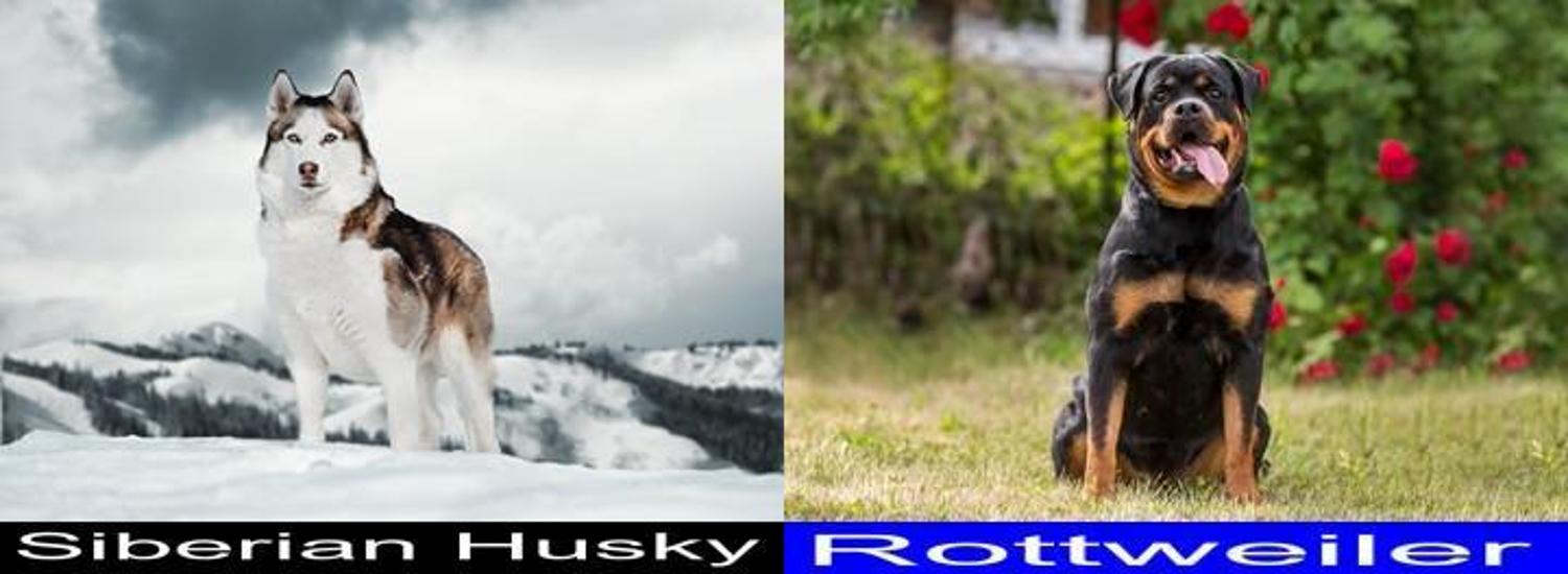 Why the Siberian Husky is Better than the Rottweiler as a Pet